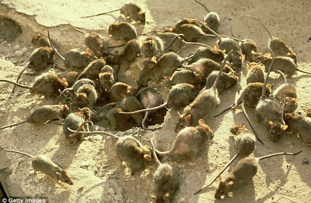 هجوم موش‌های صحرایی به مکان‌های دپوی ضایعات در بلوار رهبری