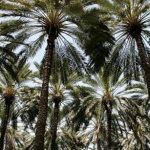 ۳۰ هزار تن خرما تولیدی محصول سالانه باغ های نخل شهرستان جهرم است.