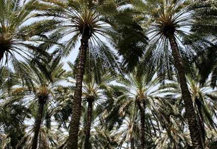 ۳۰ هزار تن خرما تولیدی محصول سالانه باغ های نخل شهرستان جهرم است.