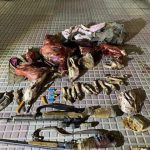 دستگيري ۲ شكارچي و كشف لاشه ۳ راس بز وحشي در جهرم